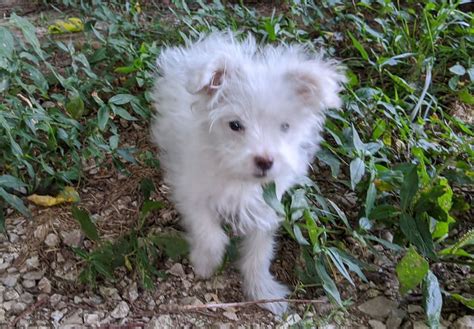 Maltipom Guide: Your Complete Source on the Maltese .